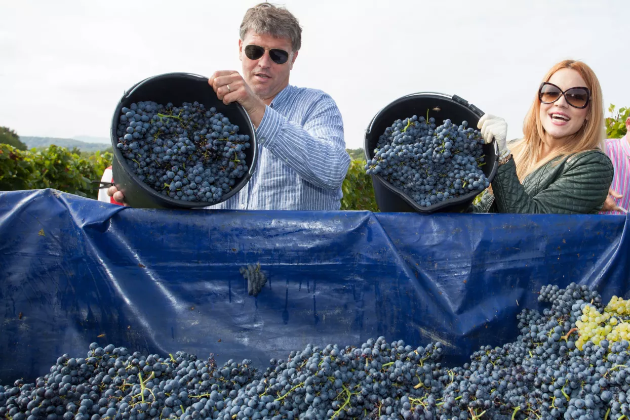 Održana pokazna berba u vinogradima Feravina