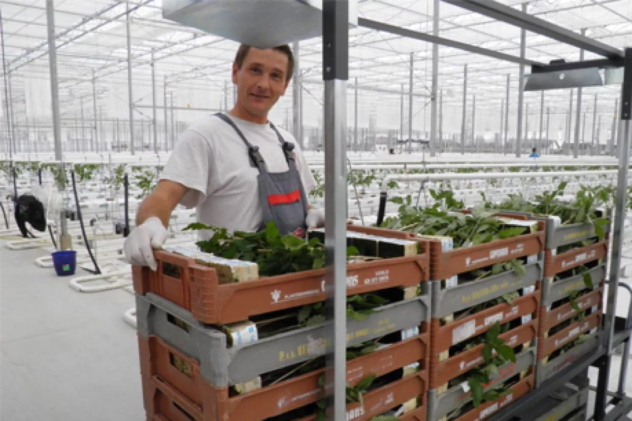 Agrokor investirao 78 milijuna kuna u staklenik u Baranji