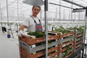 Agrokor investirao 78 milijuna kuna u staklenik u Baranji