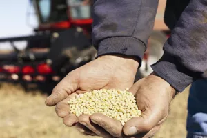 Prona&scaron;li smo zabranjeni GMO u soji namijenjenoj izvozu