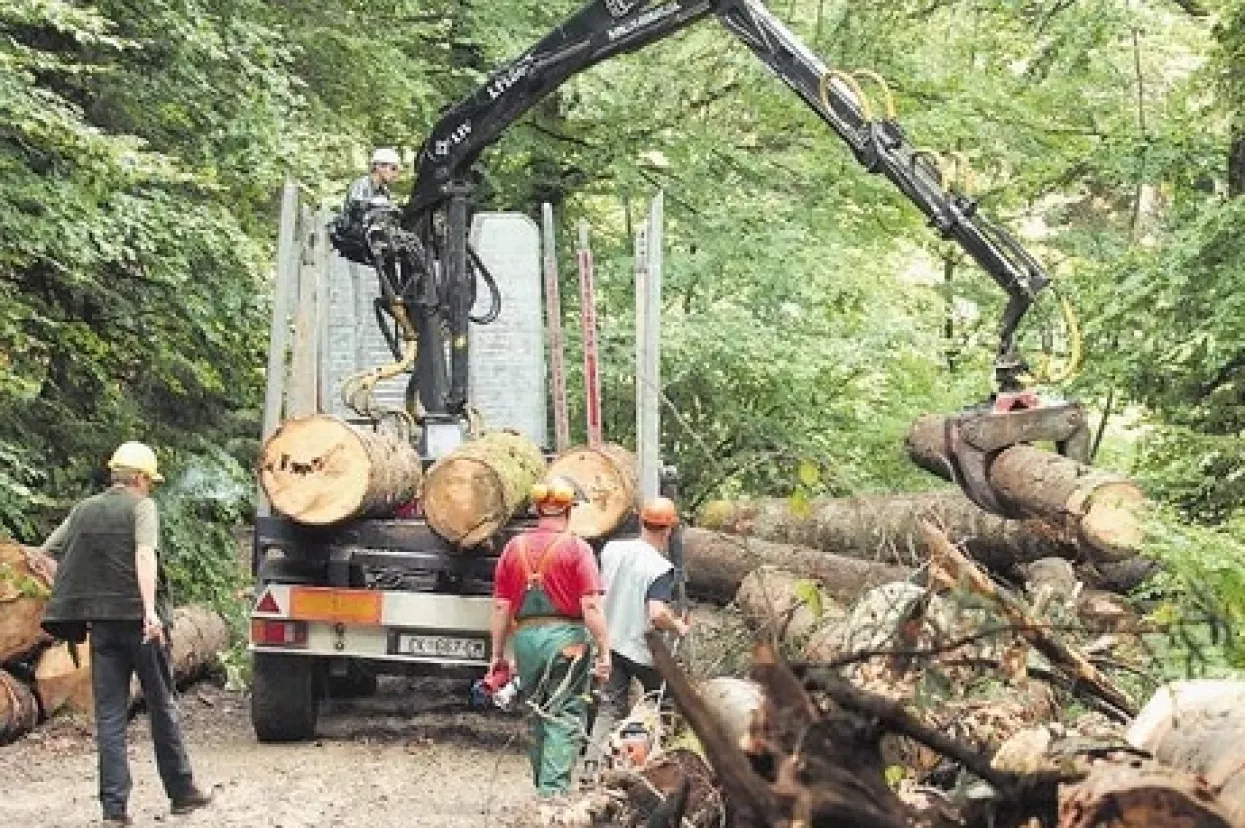 Zbog sustava dražbi ugroženo preuzimanje sirovine za drvnu industriju