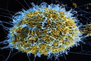 Najgora predviđanja vezana uz ebolu mogla bi postati stvarnost