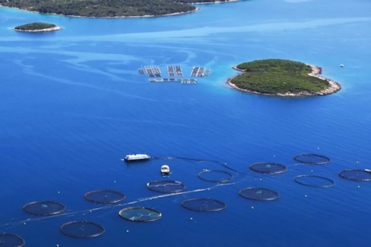 Cromaris povećao proizvodnju za pet puta i izvozi više od 70 posto