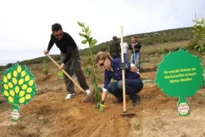 Heineken Hrvatska pokreće projekt uzgoja hrvatskog limuna