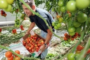 U Hrvatskoj drastično pala proizvodnja važnijih vrsta voća i povrća