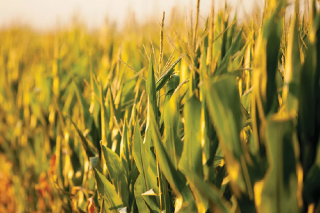 Je li Europa ipak kapitulirala i pustila GMO na svoje tržište?