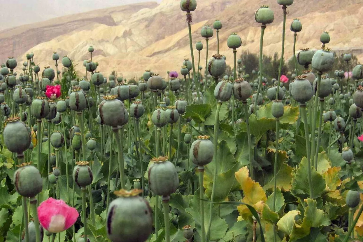 Zašto rat protiv droge jednostavno ne funkcionira?