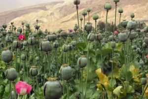 Zašto rat protiv droge jednostavno ne funkcionira?