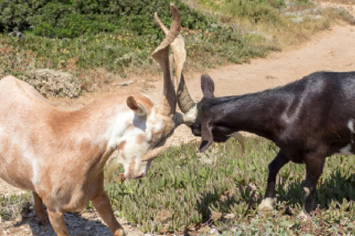 Ovnovi na brvnu bacaju  u vodu još jednu šansu  za hrvatske reforme
