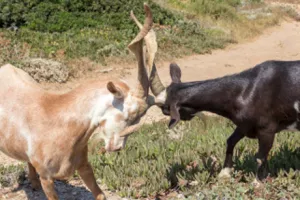 Ovnovi na brvnu bacaju  u vodu još jednu šansu  za hrvatske reforme