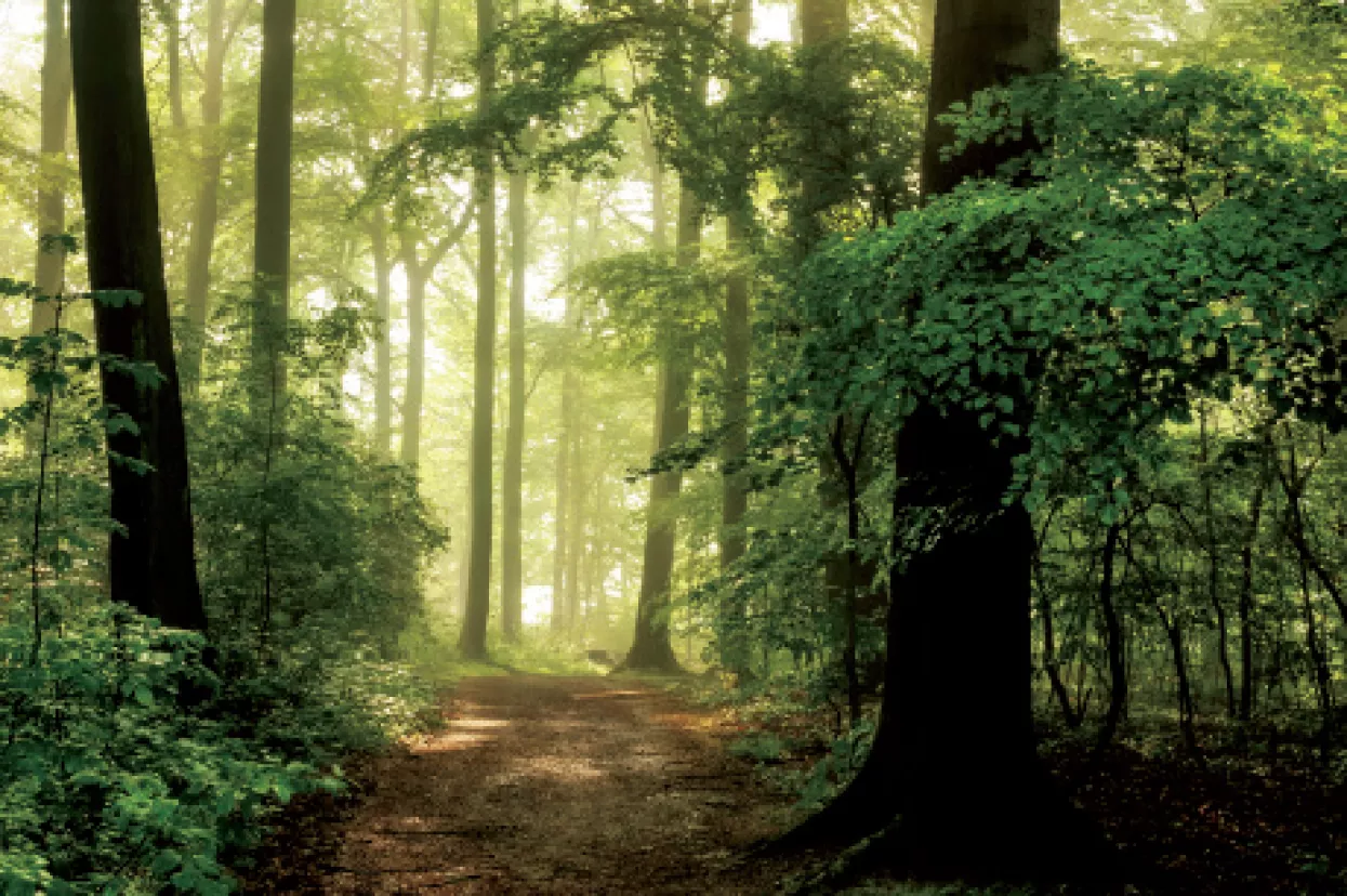 Nova monetizacija: Po Bruxellesu se priča da Hrvatska od 2017. uvodi koncesije na šume