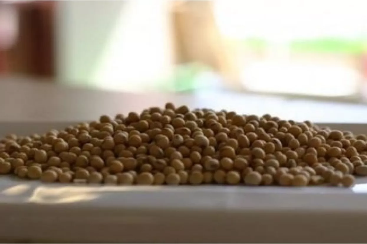 USDA WASDE izvješće određuje cijenu žitarica