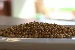 USDA WASDE izvješće određuje cijenu žitarica