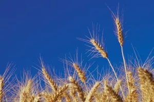 Agrokor se povukao, novi igrač na tržištu pšenice i brašna je Granolio