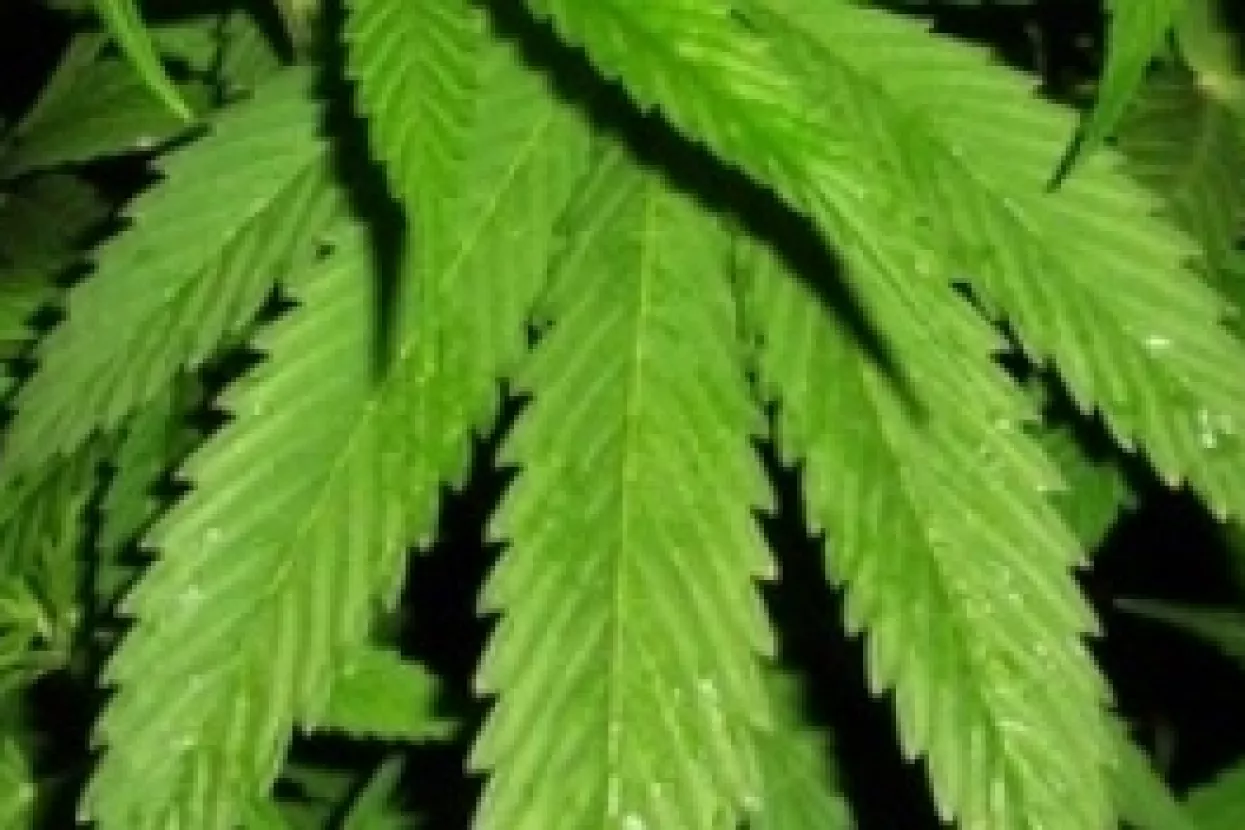 Čitatelji Lidera za legalizaciju marihuane