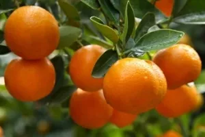 Hrvatski proizvodi "u lovu" na oznaku kvalitete