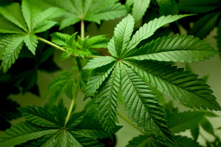 Marihuana se počinje koristiti u medicinske svrhe i u Hrvatskoj