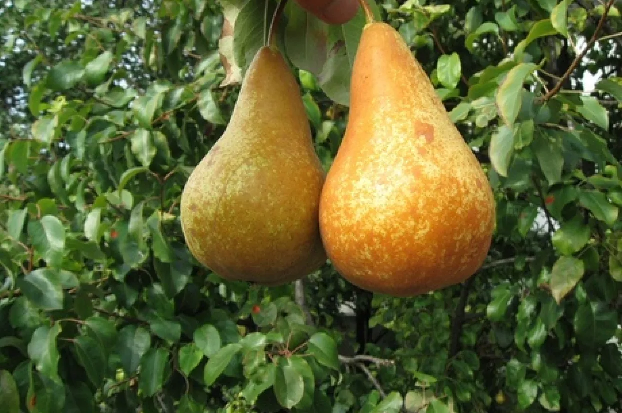 Mlinarić: Natječaj iz Programa ruralnog razvoja treba poni&scaron;titi jer su njime zakinuti OPG-ovi