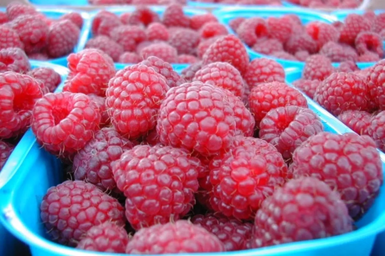 Predložili 150 ideja za pokretanje biznisa s početnim ulaganjima od 800 do 8000 eura