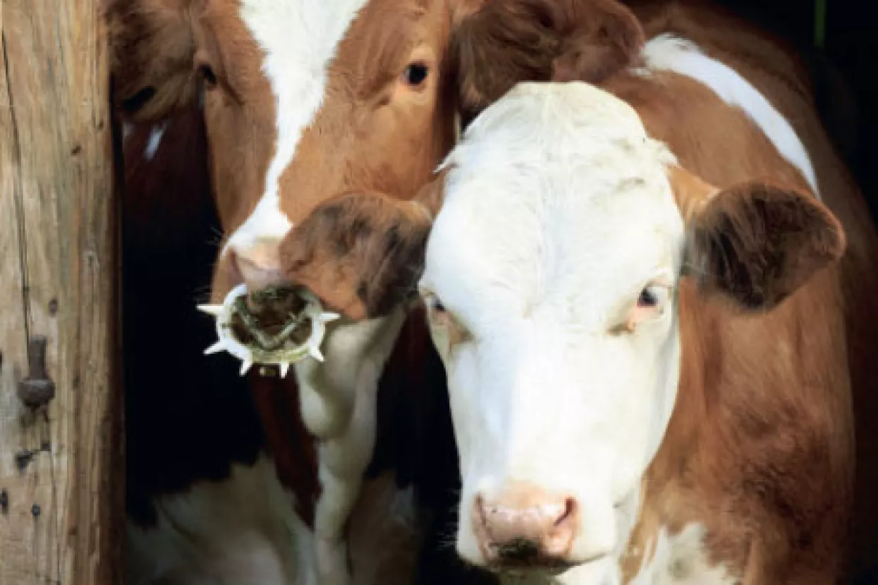 Mala škola ekonomske povijesti i zemljopisa