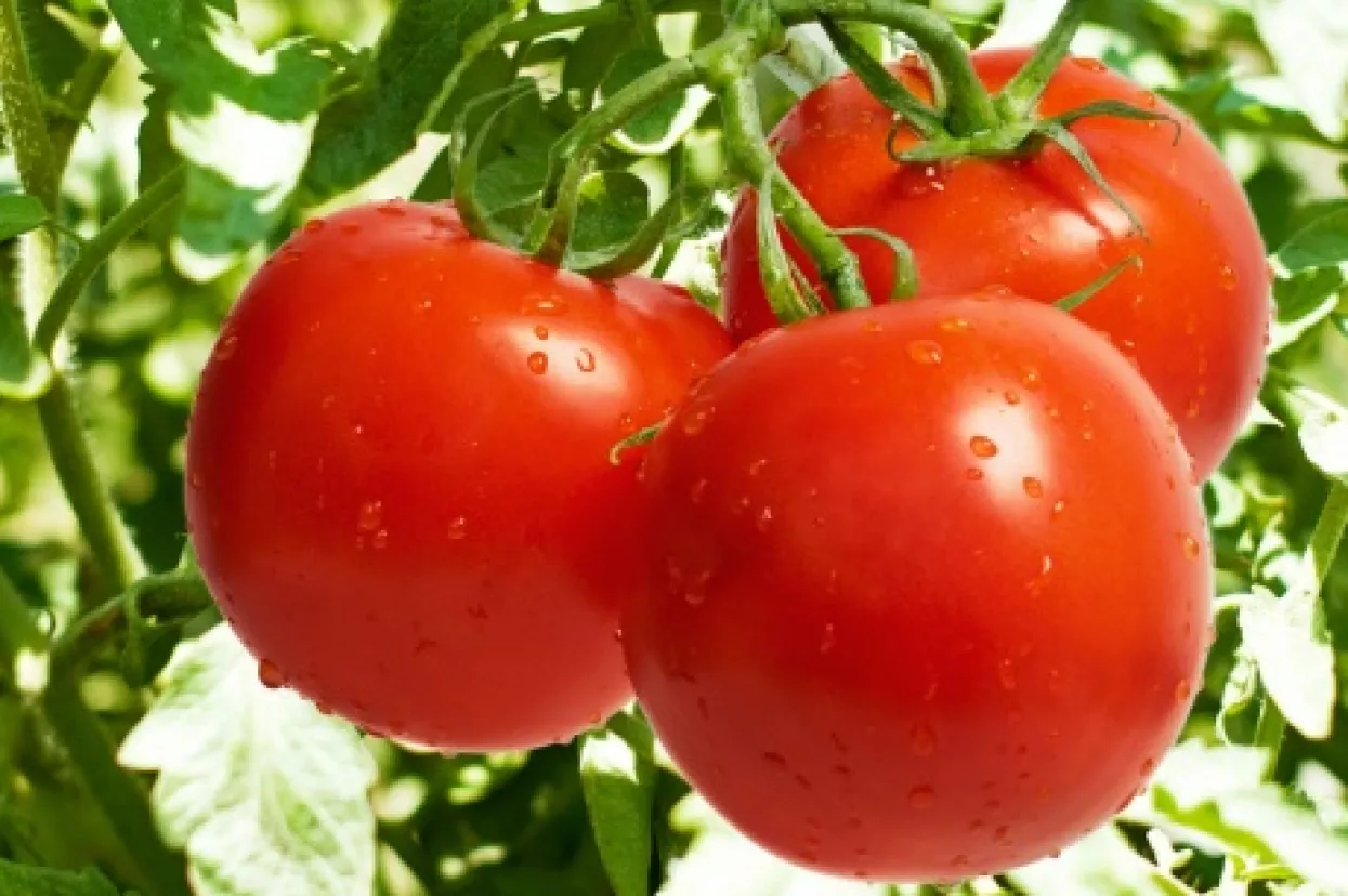 Ovo su tvrtke kojima je za uzgoj rajčica isplaćeno milijun eura