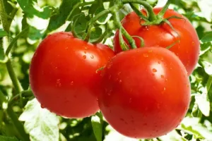 Ovo su tvrtke kojima je za uzgoj rajčica isplaćeno milijun eura