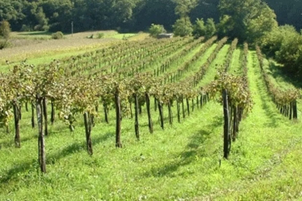 Samo 148 proizvođača vina ima 10 i više hektara pod vinogradima