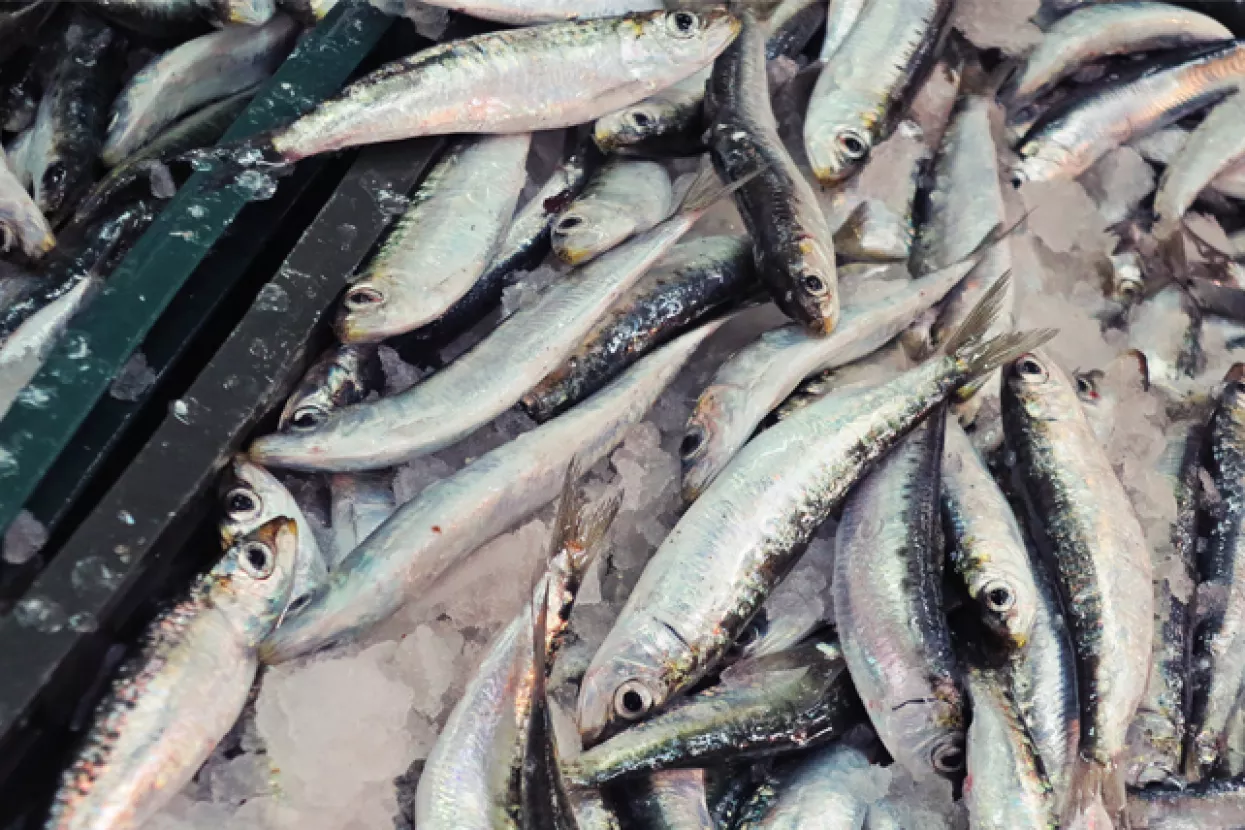 Tvrtki Padrele riba 5,2 milijuna kuna iz IPARD-a