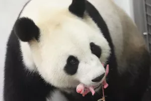 DHL ekpresno isporučio Pandu iz Kine u Belgiju