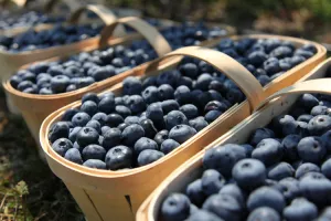 Tvrtki Dar Blue 3,7 milijuna kuna za posao s borovnicama