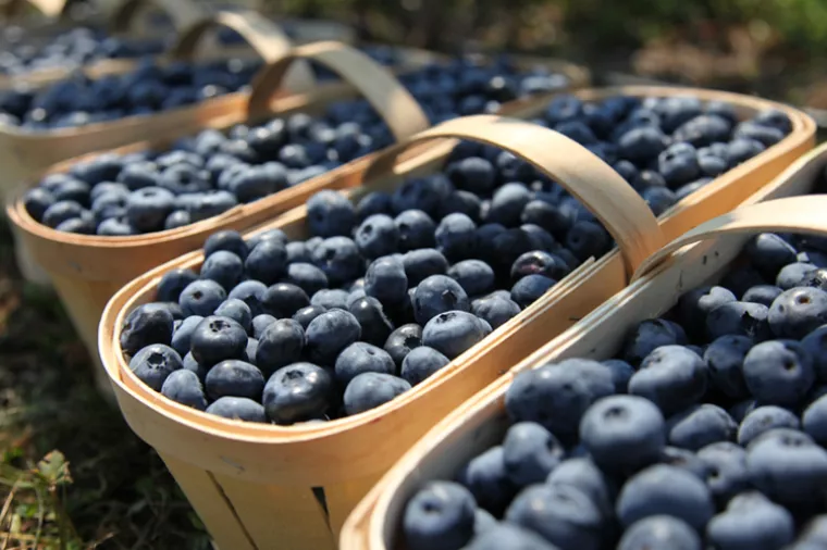 Tvrtki Dar Blue 3,7 milijuna kuna za posao s borovnicama