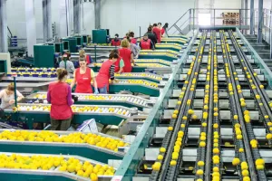 Problemi s radnom snagom: Rekordan urod mandarina, ali ih nema tko pobrati