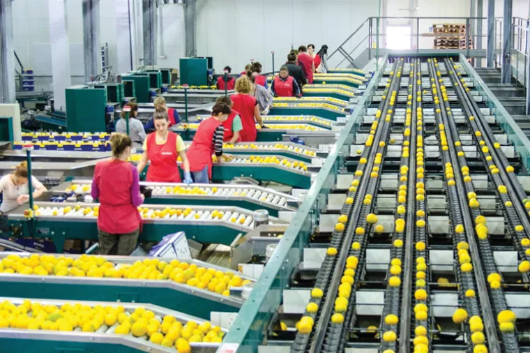 Problemi s radnom snagom: Rekordan urod mandarina, ali ih nema tko pobrati