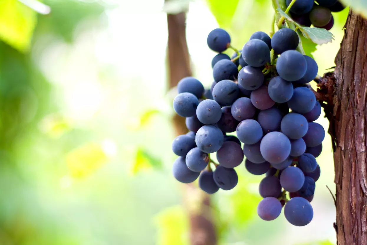 U vinu je istina, u bobicama zdravlje