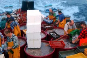 Nastavimo li s prekomjernim izlovljavanjem ostat ćemo bez ribe do 2048.