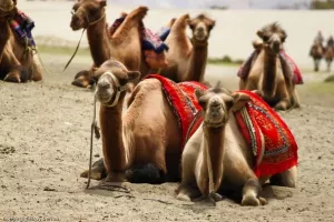 Devino mlijeko: piti ili mazati?