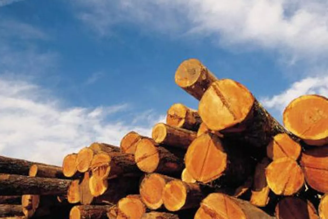 Poljski drvoprerađivači zainteresirani za hrast lužnjak i suradnju