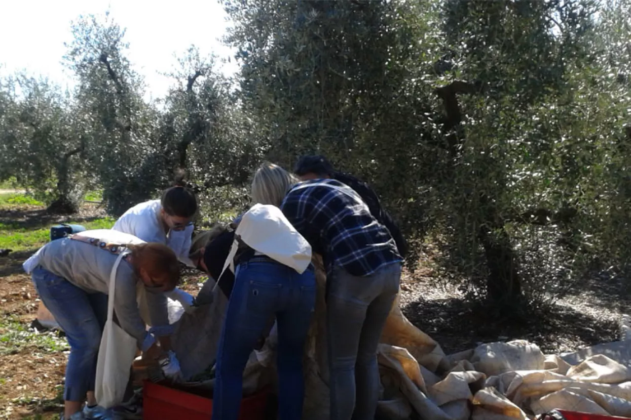 Počela berba maslina u maslinicima Agrolagune
