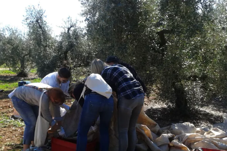 Počela berba maslina u maslinicima Agrolagune