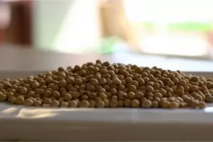 Količine zaliha potaknule porast cijena sojinog zrna