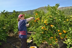 Samo ove godine Hrvati će pojesti 15 tisuća tona mandarina, a izvesti znatno više