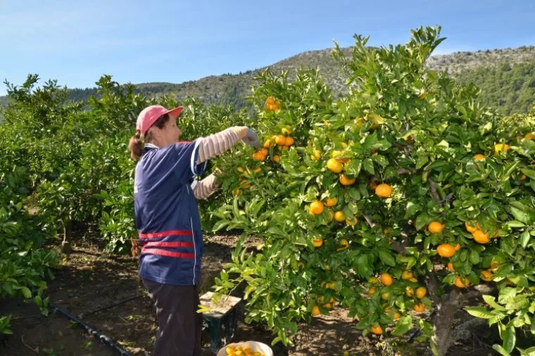 Samo ove godine Hrvati će pojesti 15 tisuća tona mandarina, a izvesti znatno više