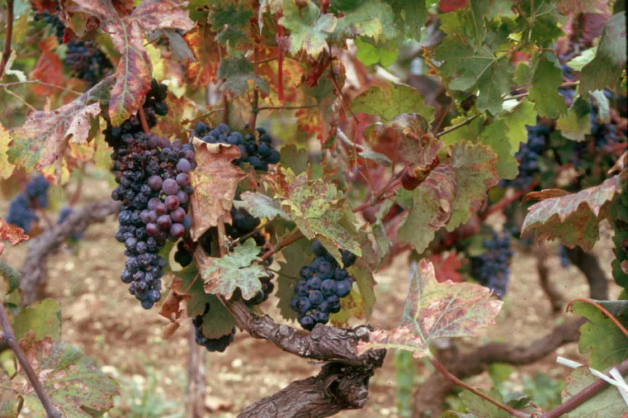 Hrvatska vinska sorta Zinfandel vraća se kući