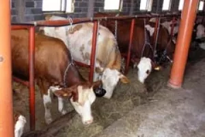 Stočari pod paljbom kritika: Manje mesa, više cvijeća