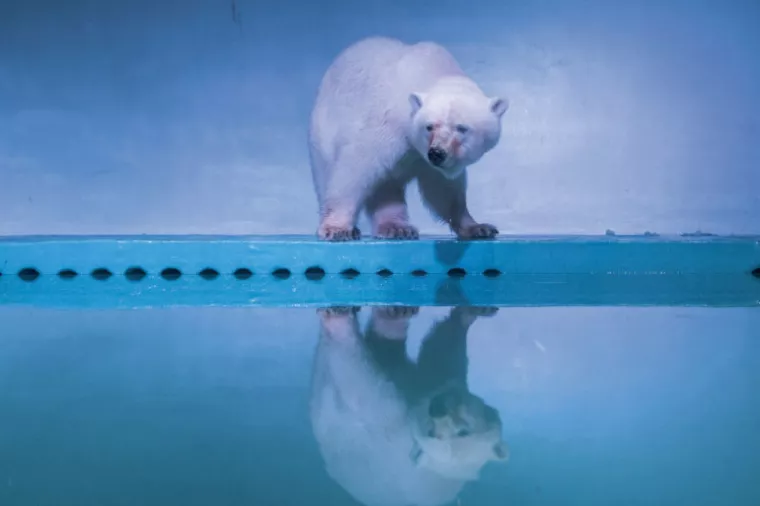 Novi migracijski kaos: Život je na sjeveru