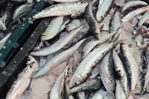 Veletržnica ribe Tribunj: Zbog ribarskih sukoba likvidacija tvrtke