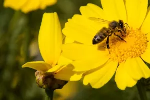 Slatki sajam 'Dalmatina' okupio 85 pčelara iz šire regije