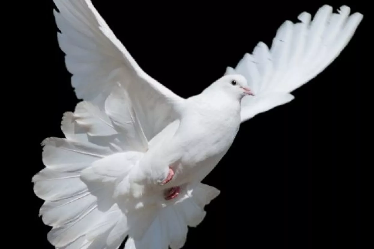 Golubovi ECB-a oslabili euro