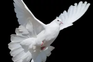 Golubovi ECB-a oslabili euro