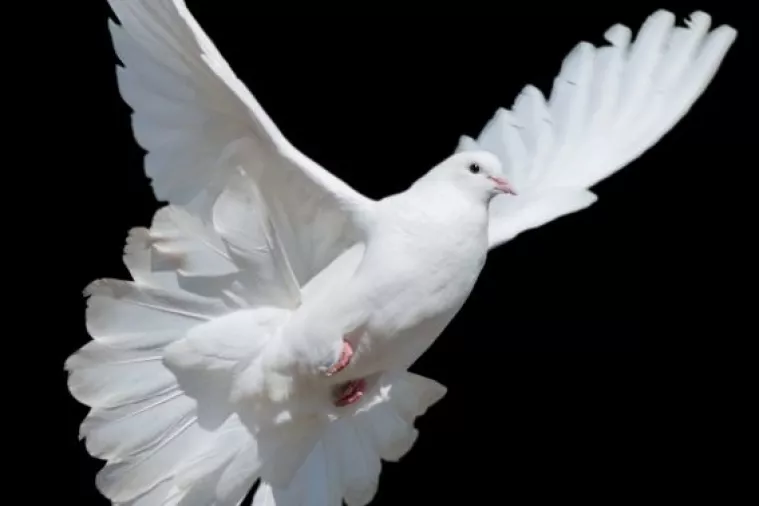 Golubovi ECB-a oslabili euro